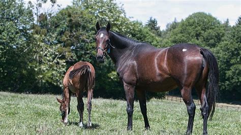 Ascot hero Rashabar proving a Czech mate for Haras de Beaufay .